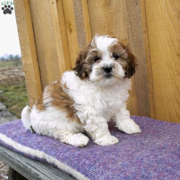 Sasha, Shih-Poo Puppy